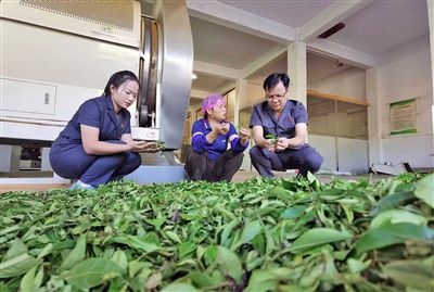  圖③：蒼梧法院六堡法庭法官深入茶企了解企業(yè)生產(chǎn)經(jīng)營情況。