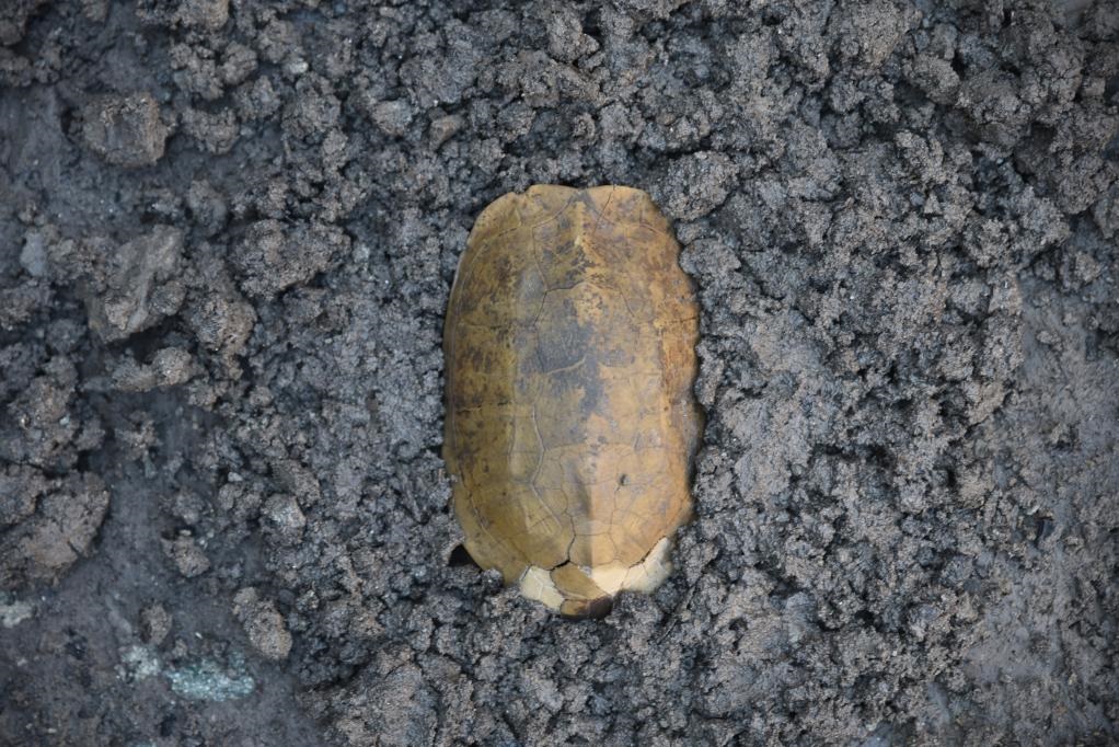 汶溪遺址出土的河姆渡文化早期完整龜甲。寧波市文化遺產(chǎn)管理研究院供圖