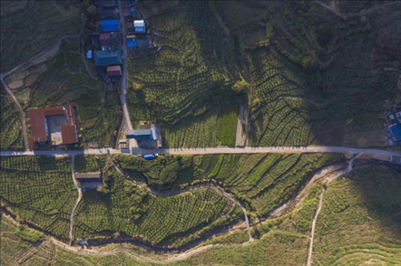 漠源鄉(xiāng)西柚基地。將樂縣農(nóng)業(yè)農(nóng)村局供圖