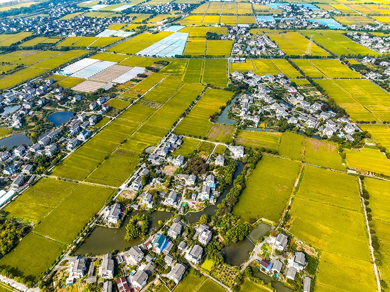 2023年10月22日，浙江海寧市黃灣鎮(zhèn)，金秋時節(jié)，金黃色的稻田與美麗鄉(xiāng)村構成一幅寧靜祥和的畫卷。