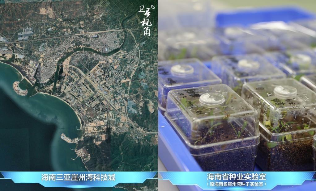 位于三亞崖州灣科技城的海南省種業(yè)實(shí)驗室（原海南省崖州灣種子實(shí)驗室）將形成輻射全國和“一帶一路”沿線國家的種子科學(xué)技術(shù)創(chuàng)新中心。