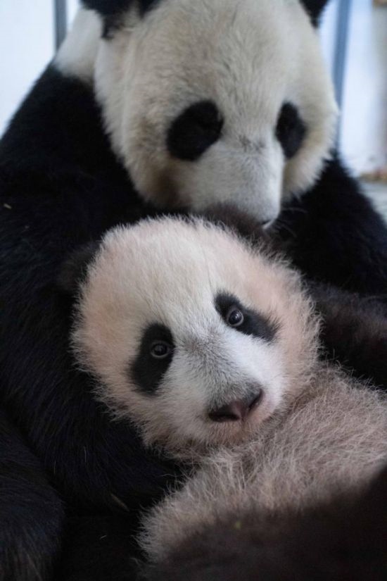  這是2023年12月21日在俄羅斯莫斯科動(dòng)物園拍攝的大熊貓幼崽“喀秋莎”（前）和大熊貓媽媽“丁丁”在一起的照片。新華社發(fā)（莫斯科動(dòng)物園供圖）