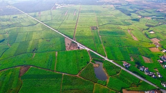 廣西來賓市國(guó)家現(xiàn)代農(nóng)業(yè)產(chǎn)業(yè)園黃安優(yōu)質(zhì)“雙高”糖料蔗基地