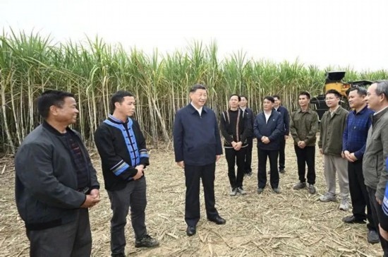 2023年12月14日，習(xí)近平總書記在廣西來賓市國(guó)家現(xiàn)代農(nóng)業(yè)產(chǎn)業(yè)園黃安優(yōu)質(zhì)“雙高”糖料蔗基地考察。