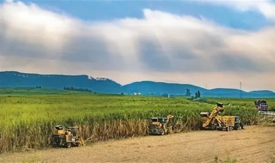 廣西來賓市興賓區(qū)鳳凰鎮(zhèn)黃安村“雙高”糖料蔗基地里，收割機(jī)手正在機(jī)械化砍收糖蔗。