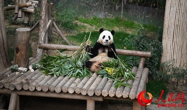 “福寶”享用新鮮的竹子。人民網(wǎng) 李帆攝