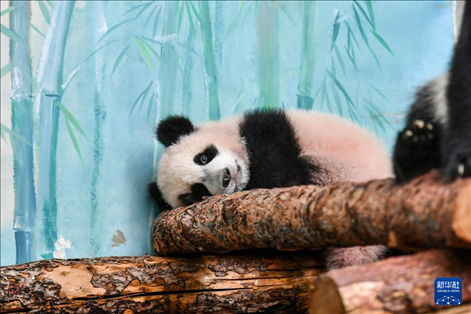 這是3月8日在俄羅斯莫斯科動物園拍攝的大熊貓“喀秋莎”。新華社記者 曹陽 攝