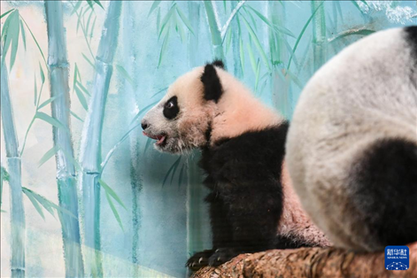 這是3月8日在俄羅斯莫斯科動物園拍攝的大熊貓“喀秋莎”。新華社記者 曹陽 攝