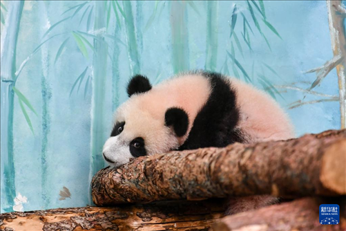這是3月8日在俄羅斯莫斯科動物園拍攝的大熊貓“喀秋莎”。新華社記者 曹陽 攝