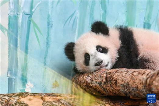 這是3月8日在俄羅斯莫斯科動物園拍攝的大熊貓“喀秋莎”。新華社記者 曹陽 攝