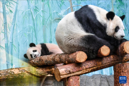 這是3月8日在俄羅斯莫斯科動物園拍攝的大熊貓“喀秋莎”（左）和媽媽“丁丁”。新華社記者 曹陽 攝