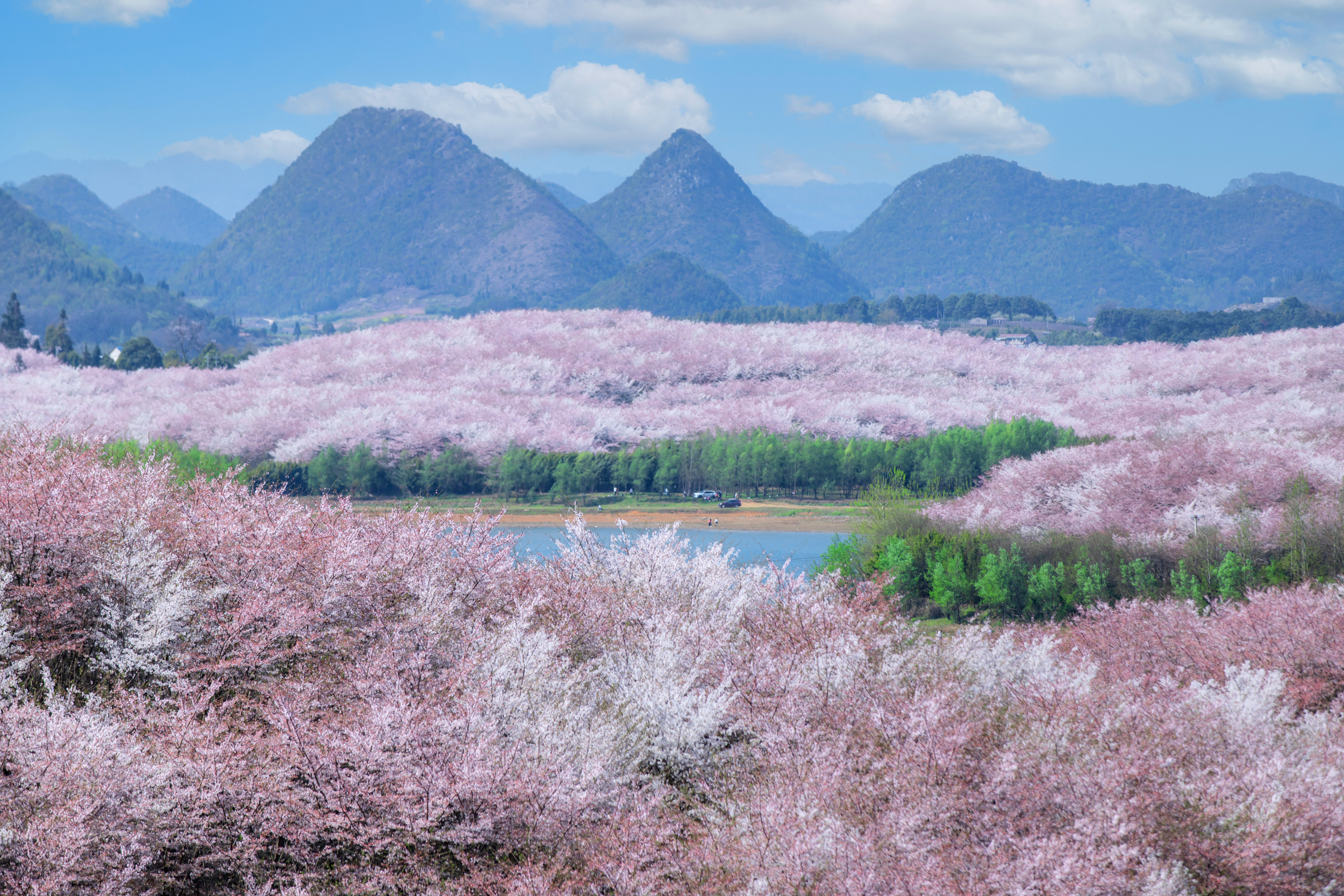 貴安櫻花園內(nèi)萬畝櫻花盛放。楊明亮 攝