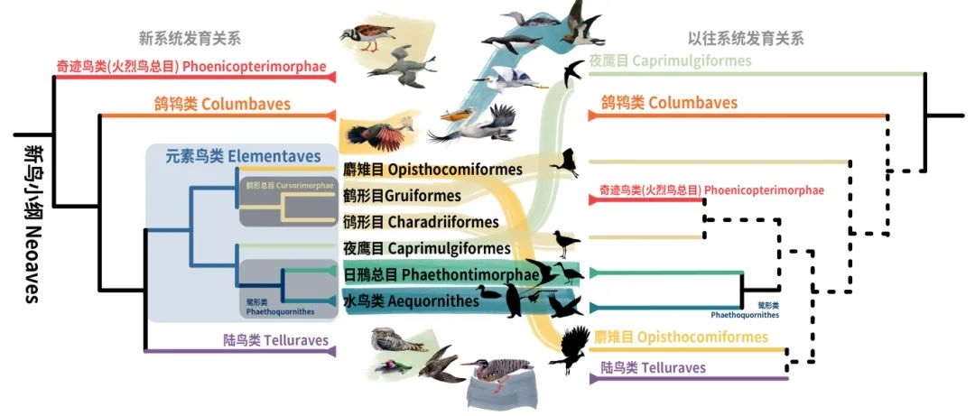 新鳥小綱主要類群的分類變動。浙江大學(xué)供圖