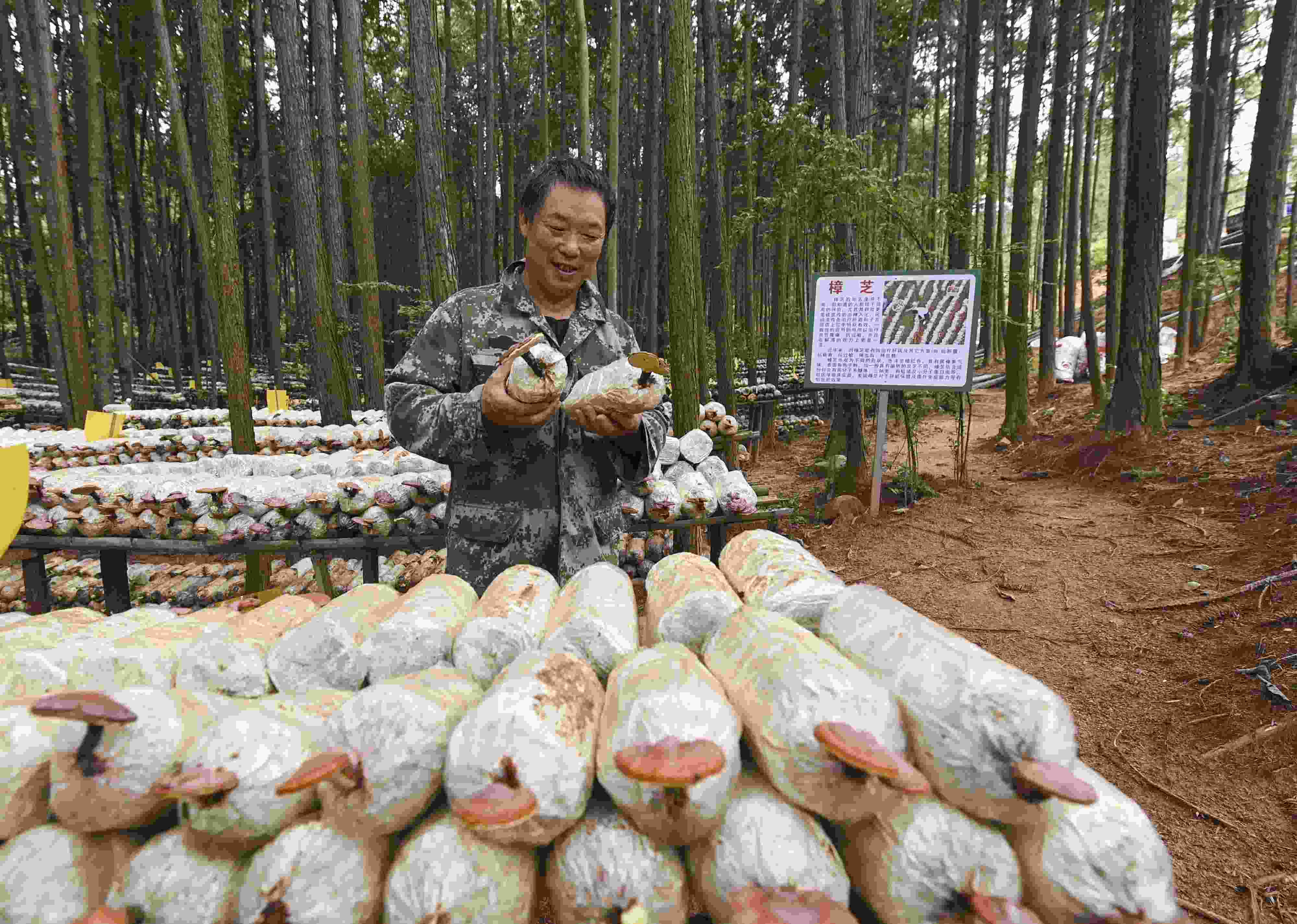2023年9月21日，江西省撫州市，廣昌縣旴江生態(tài)公益林場(chǎng)，種植戶正在查看樟芝等食用菌的生長(zhǎng)情況。