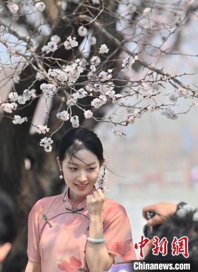 4月21日，一名年輕女孩在杏花樹(shù)下拍照。張瑤 攝