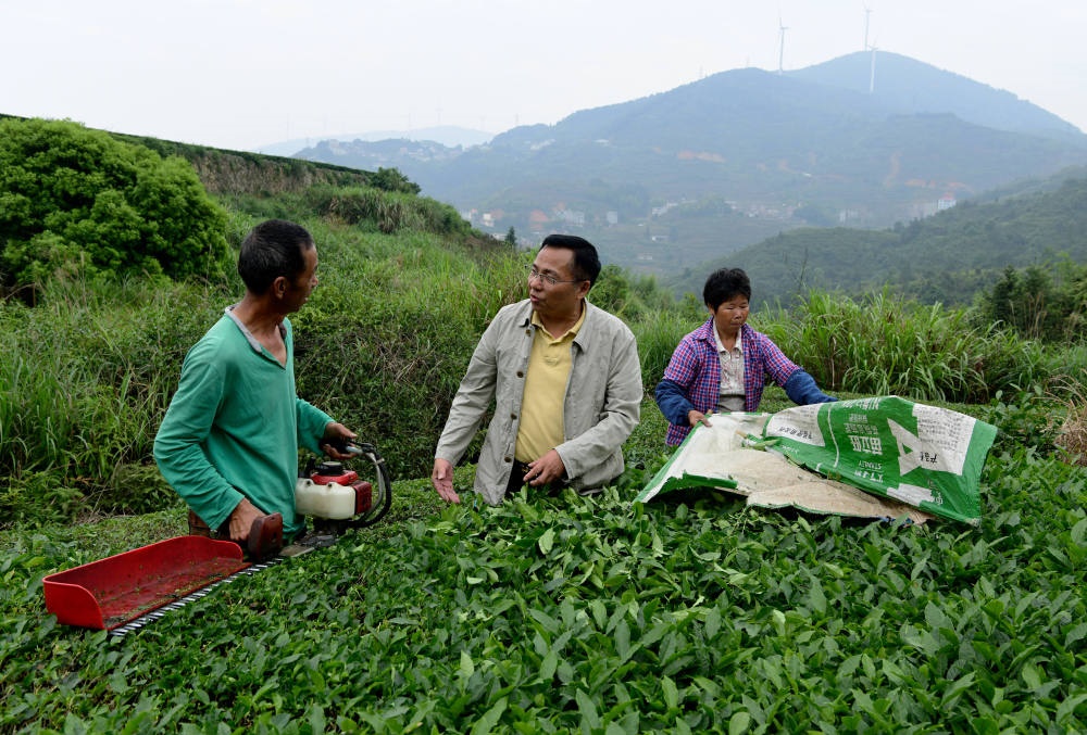 2024年5月9日，在福建省安溪縣西坪鎮(zhèn)珠洋村，科技特派員（中）在指導(dǎo)茶農(nóng)使用機(jī)器科學(xué)化采收茶葉。新華社記者 魏培全 攝