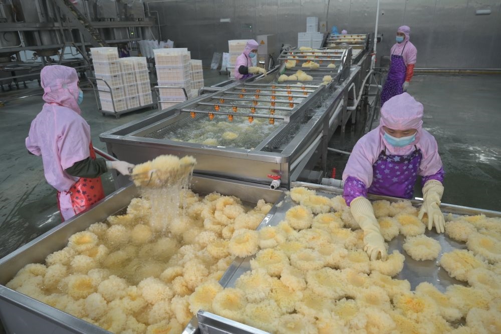2024年5月10日，在福建省寧德市古田縣，一家食品公司的工作人員在挑選清洗銀耳。新華社記者 林善傳 攝