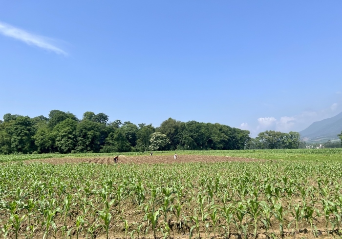 下界頭蔬菜基地。人民網(wǎng) 高清揚攝