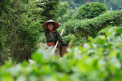 2024年4月24日，湖南省衡陽市耒陽市龍?zhí)伶?zhèn)江頭貢茶葉種植專業(yè)合作社，村民在茶山采摘茶葉，實現(xiàn)了家門口就業(yè)。