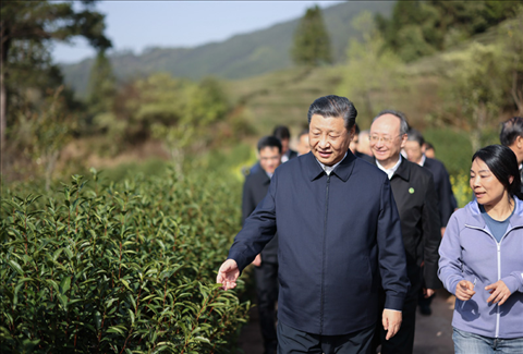2021年3月22日下午，習(xí)近平在福建省南平市武夷山市星村鎮(zhèn)燕子窠生態(tài)茶園，察看春茶長勢，了解當(dāng)?shù)夭璁a(chǎn)業(yè)發(fā)展情況。