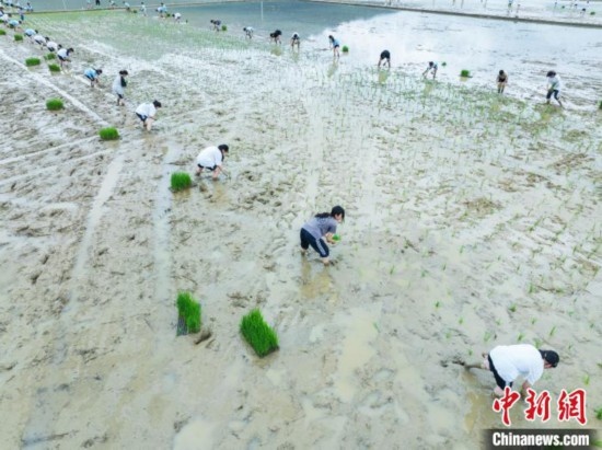 圖為5月21日，航拍綏陽縣旺草中學(xué)學(xué)生在旺草萬畝大壩體驗插秧。唐哲 攝