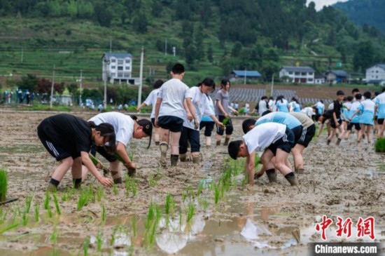 圖為5月21日，綏陽縣旺草中學(xué)學(xué)生在旺草萬畝大壩體驗插秧。唐哲 攝