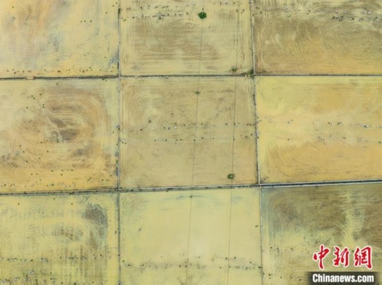圖為5月21日，航拍綏陽縣旺草中學(xué)學(xué)生在旺草萬畝大壩體驗插秧。唐哲 攝