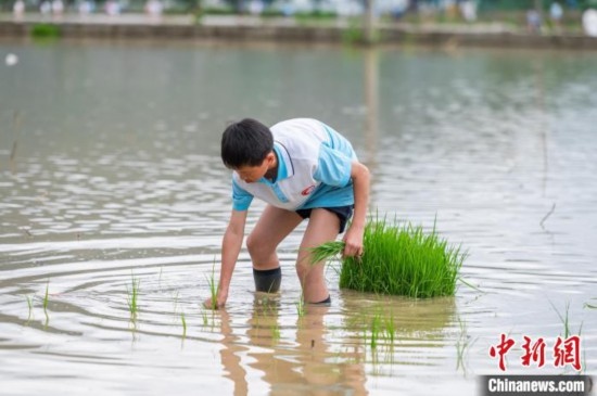 圖為5月21日，一名學(xué)生在綏陽縣旺草萬畝大壩體驗插秧。唐哲 攝