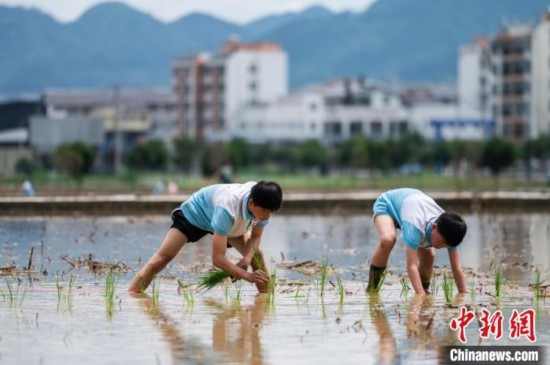 圖為5月21日，兩名學(xué)生在綏陽縣旺草萬畝大壩體驗插秧。唐哲 攝