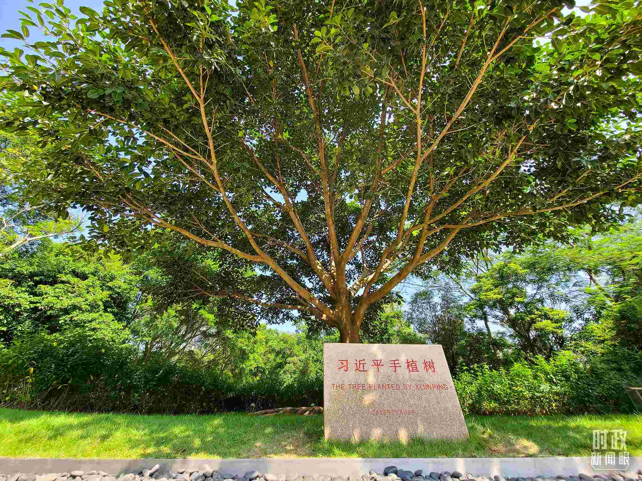 習(xí)近平2012年在深圳蓮花山公園種下的高山榕樹已枝繁葉茂。（總臺央視記者趙化拍攝）