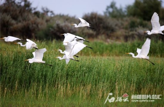 成群的白鷺在阿勒泰科克蘇濕地國(guó)家級(jí)自然保護(hù)區(qū)飛翔。新疆石榴云 阿爾達(dá)克·拜斯汗攝