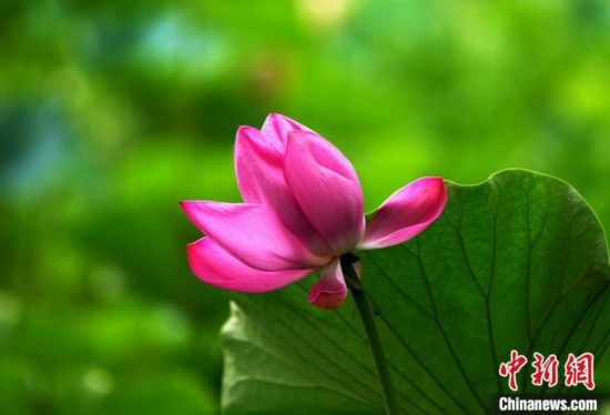 6月19日，時(shí)值一年畢業(yè)季，四川大學(xué)望江校區(qū)荷花池里的荷花盛開，成為了畢業(yè)生們的打卡圣地，吸引了眾多畢業(yè)生拍照留念。圖為盛開的荷花。中新社記者 安源 攝