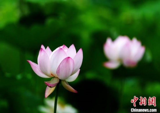 6月19日，時(shí)值一年畢業(yè)季，四川大學(xué)望江校區(qū)荷花池里的荷花盛開，成為了畢業(yè)生們的打卡圣地，吸引了眾多畢業(yè)生拍照留念。圖為盛開的荷花。中新社記者 安源 攝