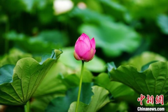 6月19日，時(shí)值一年畢業(yè)季，四川大學(xué)望江校區(qū)荷花池里的荷花盛開，成為了畢業(yè)生們的打卡圣地，吸引了眾多畢業(yè)生拍照留念。圖為含苞待放的荷花。中新社記者 安源 攝