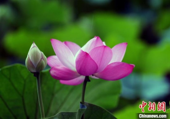 6月19日，時(shí)值一年畢業(yè)季，四川大學(xué)望江校區(qū)荷花池里的荷花盛開，成為了畢業(yè)生們的打卡圣地，吸引了眾多畢業(yè)生拍照留念。圖為盛開的荷花。中新社記者 安源 攝