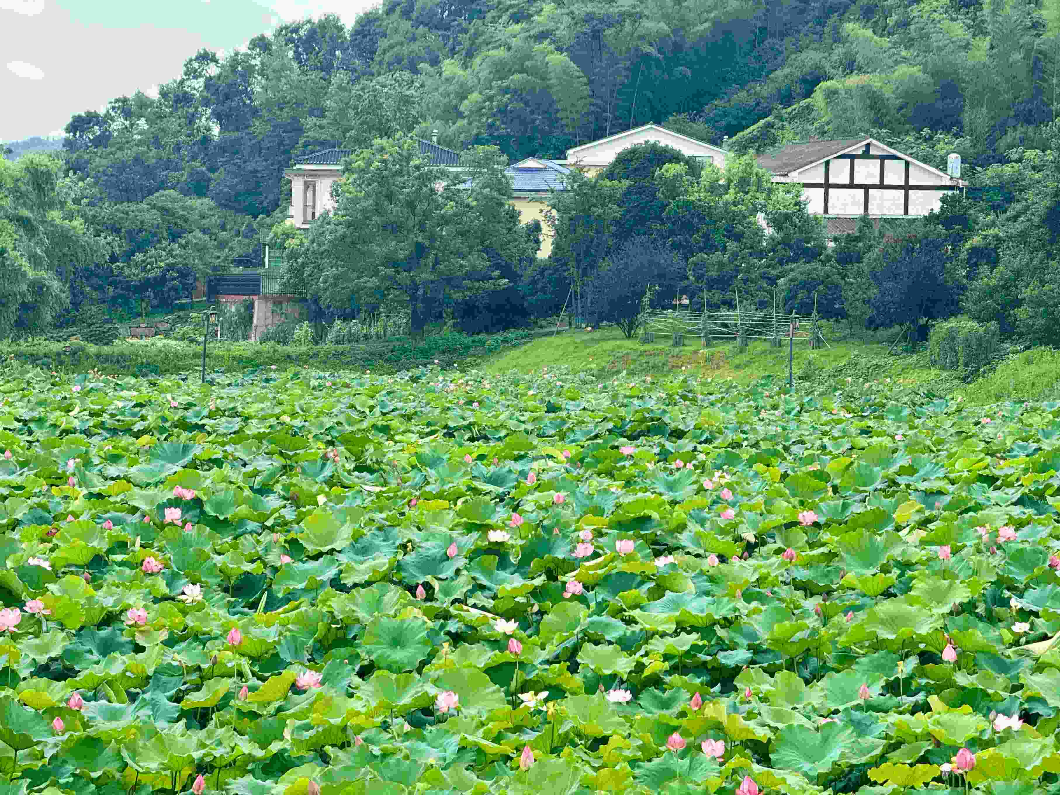 在湖南省益陽(yáng)市清溪村，滿池荷花競(jìng)相綻放。人民網(wǎng)記者 劉微攝
