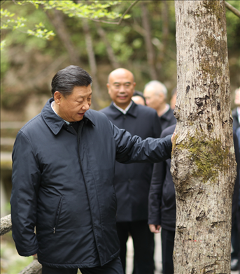 2020年4月，習(xí)近平總書記來到位于商洛市柞水縣的秦嶺牛背梁國家級(jí)自然保護(hù)區(qū)，考察秦嶺生態(tài)保護(hù)情況。新華社記者 鞠鵬 攝