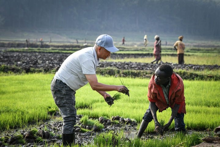 2024年8月14日，在盧旺達南方省胡耶區(qū)的中國援盧旺達農(nóng)業(yè)技術示范中心，水稻專家鄭瑞金（左）在稻田里指導當?shù)氐巨r(nóng)進行秧苗移栽。新華社記者 韓旭 攝