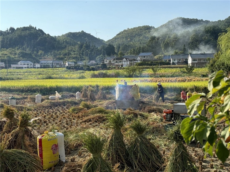 “豐收”是秋天的關(guān)鍵詞，田間煙火氣，最撫凡人心。打谷機、蛇皮袋、抱稻禾、捆秸稈……這是鄉(xiāng)土中國廣大農(nóng)村收割稻谷的經(jīng)典場景，也是不少干過農(nóng)活的人的獨家記憶。告別了打谷機，擁抱機械化，改變的是生產(chǎn)工具，不變的是三農(nóng)情懷。農(nóng)為邦本，本固邦寧，每一個親吻土地、珍惜糧食的日子都值得被尊敬，被緬懷，被憧憬?？疾靾F中的謝里克·科爾茹姆巴耶夫是《哈薩克斯坦實業(yè)報》的總編輯，也是一位“生活觀察家”，田間里揮汗收割的村民引起了他的興趣，他感嘆道：人們勞作的過程總是令人賞心悅目。這就是中外共鳴的“鄉(xiāng)愁”吧。 （烏茲別克斯坦《人民言論報》副總編輯魯斯蘭·肯扎耶夫攝）