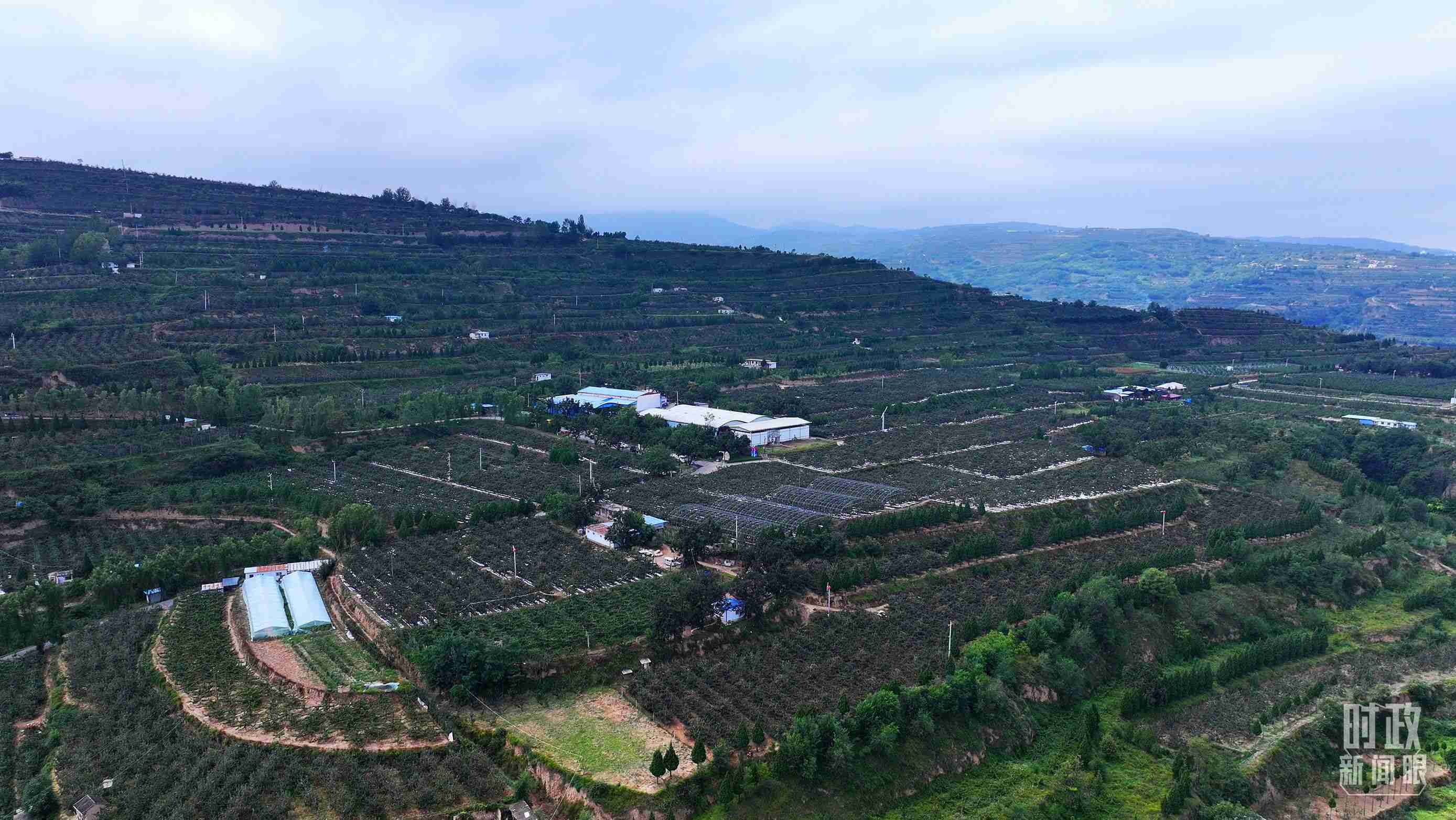 △ 麥積區(qū)南山花牛蘋果基地。（總臺央視記者范凱拍攝）
