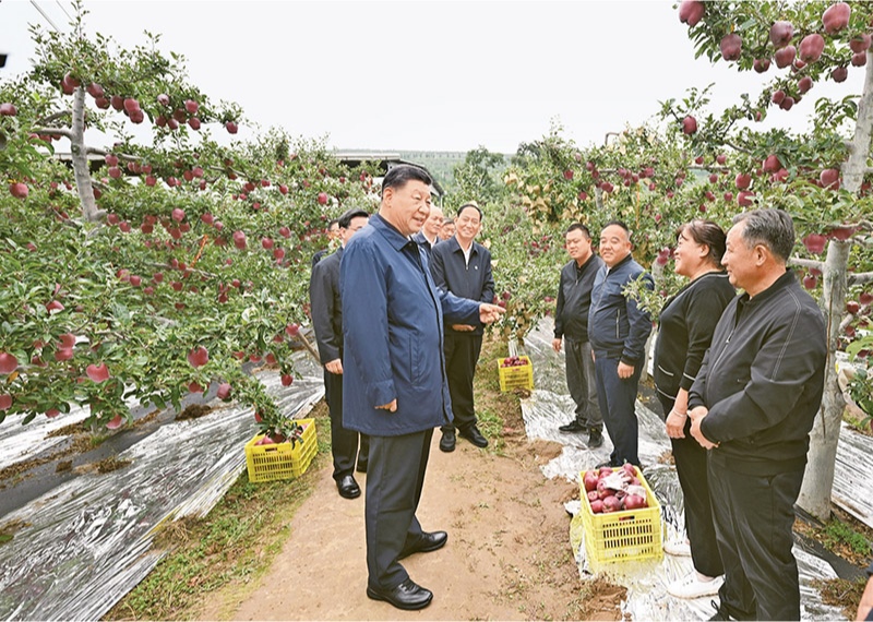 2024年9月10日至13日，中共中央總書記、國家主席、中央軍委主席習(xí)近平在甘肅考察。這是11日上午，習(xí)近平在天水市麥積區(qū)南山花牛蘋果基地考察時(shí)，走進(jìn)果林了解相關(guān)種植、技術(shù)和管理情況。 新華社記者 謝環(huán)馳/攝