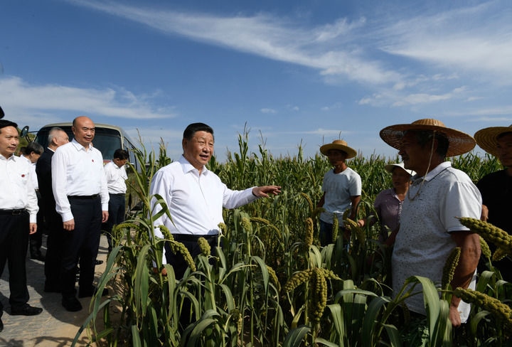 2021年9月13日至14日，中共中央總書記、國家主席、中央軍委主席習(xí)近平在陜西省榆林市考察。這是13日下午，習(xí)近平在米脂縣銀州街道高西溝村臨時下車，察看糧食作物長勢，同正在田間勞作的老鄉(xiāng)拉家常。新華社記者 李學(xué)仁 攝