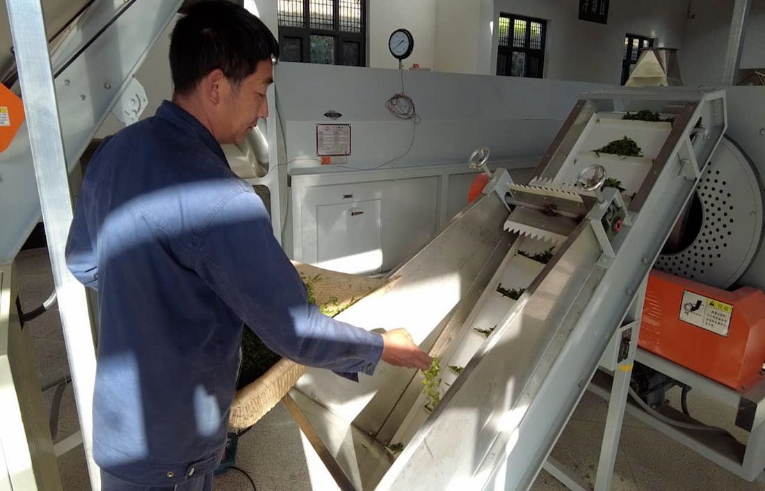  茶廠工人正在查看茶青質(zhì)量。 受訪者供圖