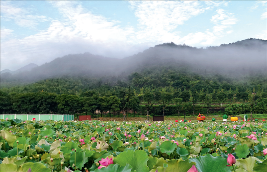 余村荷花池景色秀美。