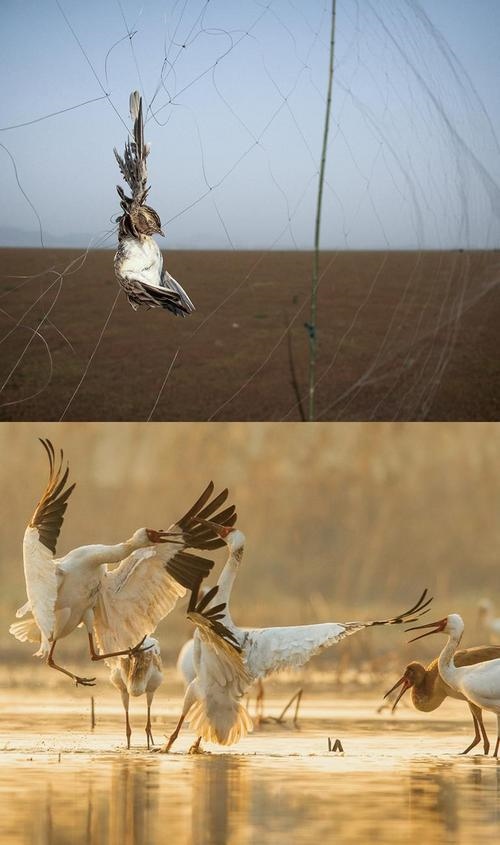 拼版圖片：圖為2011年和2023年鄱陽(yáng)湖區(qū)的變化，曾經(jīng)湖區(qū)內(nèi)分布有捕鳥(niǎo)網(wǎng)，如今人與自然和諧共生的理念深入人心。攝影：傅建斌 周海燕 制作：賈稀荃