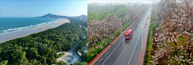 拼版照片：左圖為位于東山縣金鑾灣沿岸的木麻黃防護(hù)林帶（無人機(jī)照片，新華社記者 姜克紅 攝）；右圖為2021年4月20日在蘭考縣焦裕祿干部學(xué)院附近拍攝的泡桐花（無人機(jī)照片，新華社記者 郝源 攝）。