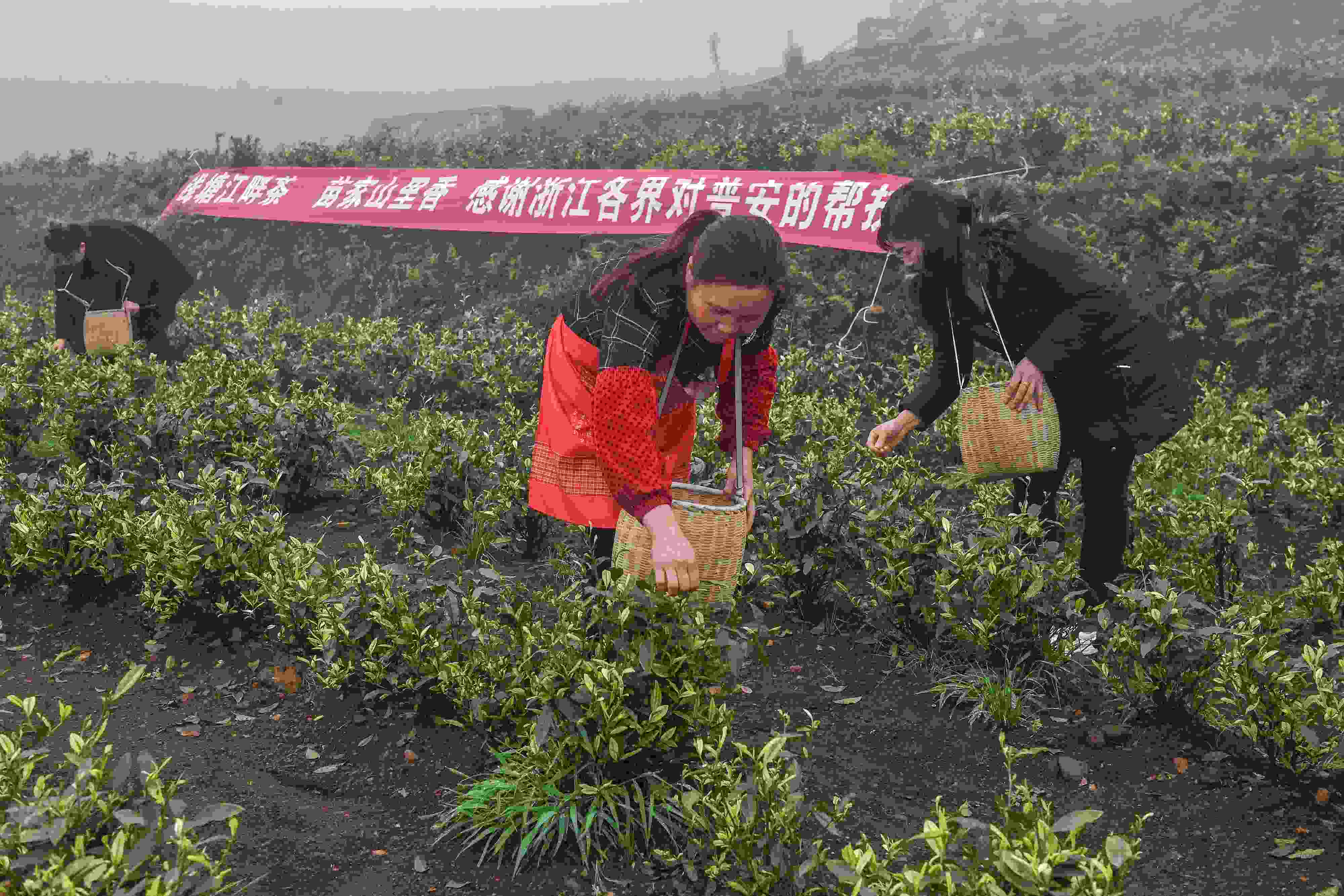 2021年4月14日，工人在貴州省黔西南州普安縣地瓜鎮(zhèn)屯上村“白葉一號”感恩茶園采茶。這片茶園由浙江省安吉縣捐贈。