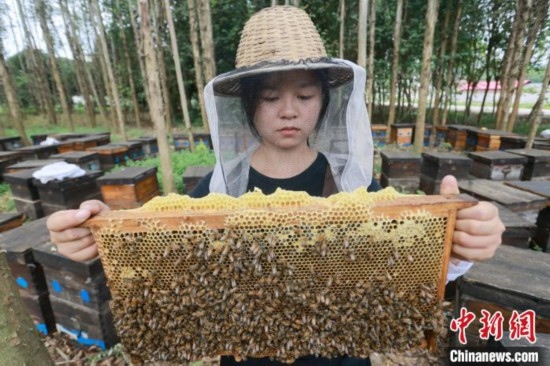 吳素英查看蜂蜜產(chǎn)蜜情況。湯曉逵 攝