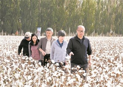 李召虎團(tuán)隊(duì)成員在棉田了解試驗(yàn)情況。 受訪單位供圖
