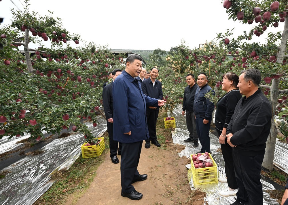2024年9月11日，習(xí)近平在甘肅省天水市麥積區(qū)南山花牛蘋果基地考察時(shí)，走進(jìn)果林了解相關(guān)種植、技術(shù)和管理情況。習(xí)近平指出：“經(jīng)過(guò)70多年培育發(fā)展，花牛蘋果品牌更響亮了。要加強(qiáng)品種保護(hù)和培育，優(yōu)化種植方式，創(chuàng)新?tīng)I(yíng)銷模式，把這個(gè)特色產(chǎn)業(yè)做得更大，帶動(dòng)更多群眾增收致富?！? width=